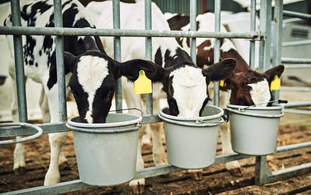 Activated Charcoal: A Natural Solution for Calf Scours